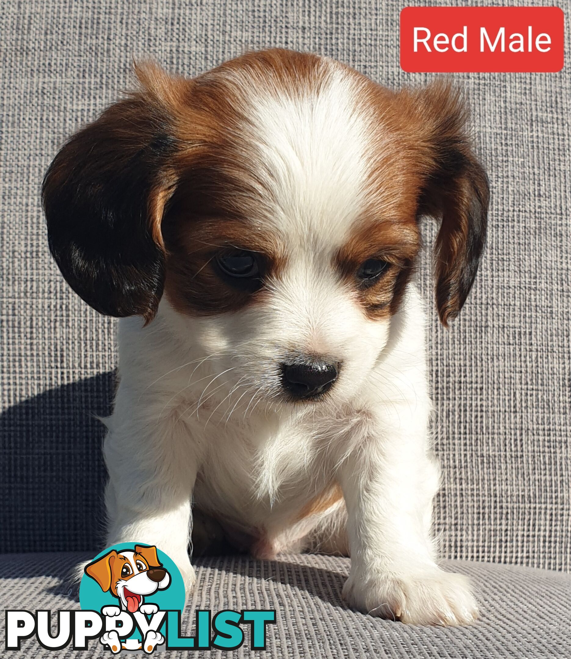 Adorable Cavalier X Jack Russell Puppies (Jackaliers)