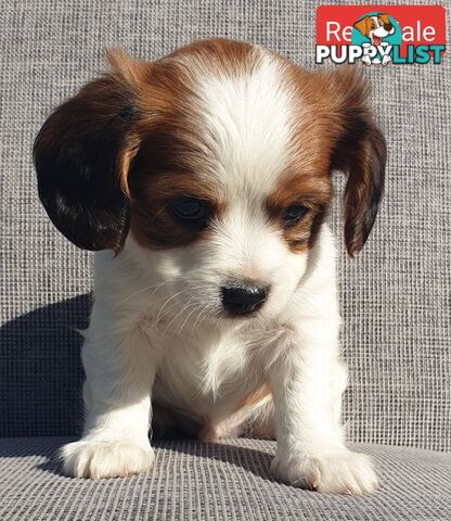 Adorable Cavalier X Jack Russell Puppies (Jackaliers)