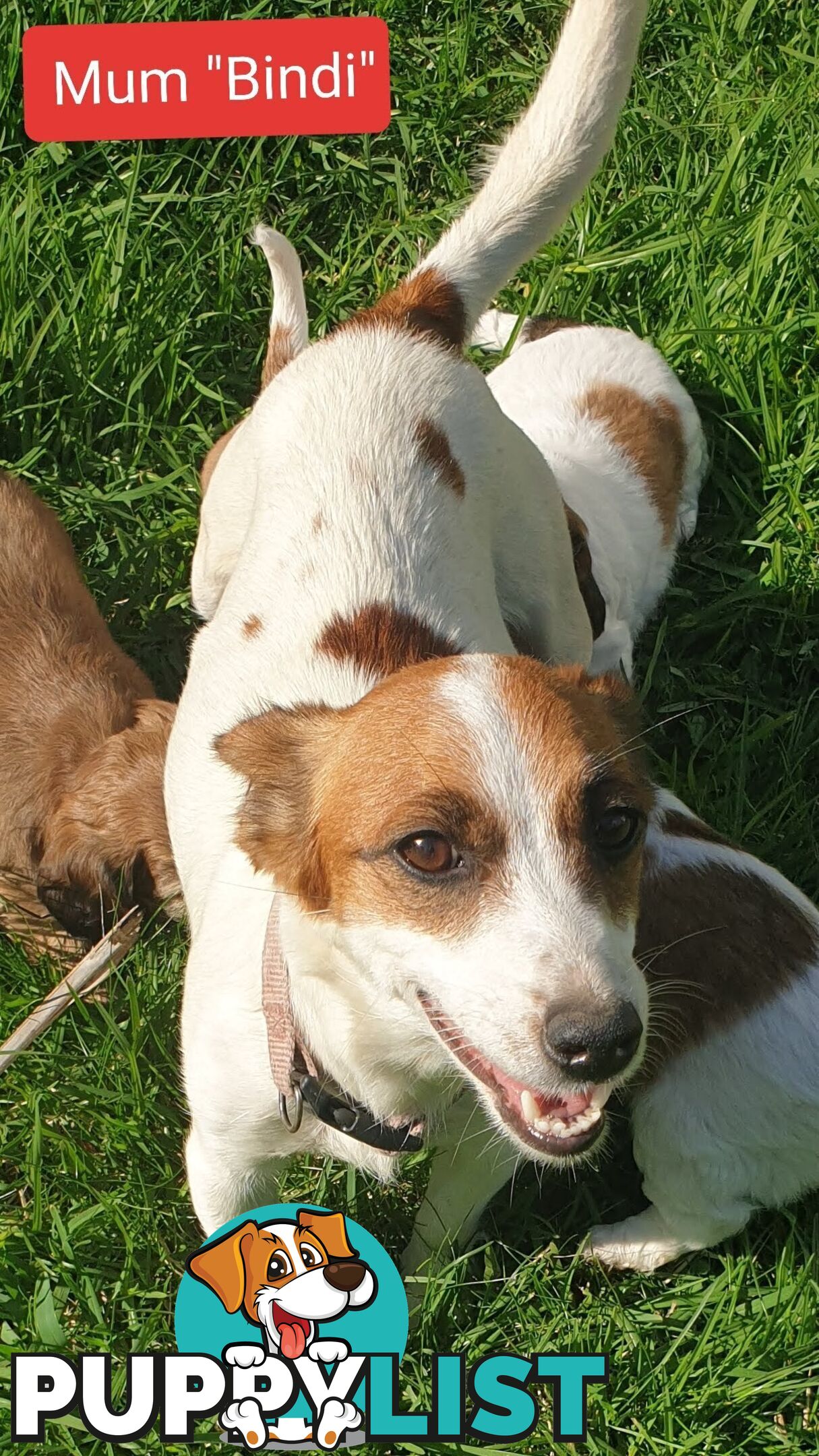 Adorable Cavalier X Jack Russell Puppies (Jackaliers)