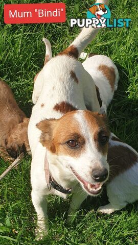 Adorable Cavalier X Jack Russell Puppies (Jackaliers)