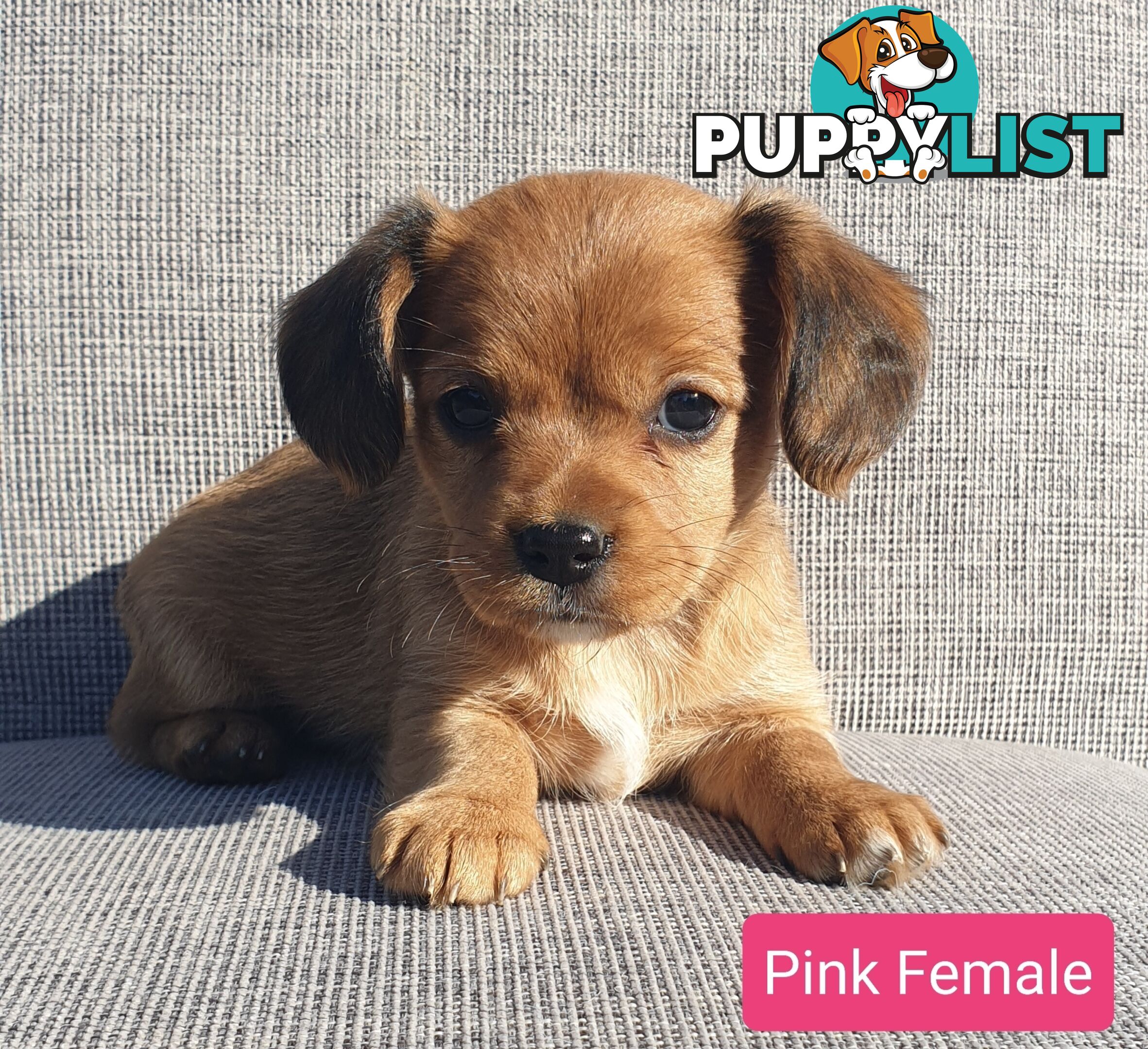 Adorable Cavalier X Jack Russell Puppies (Jackaliers)