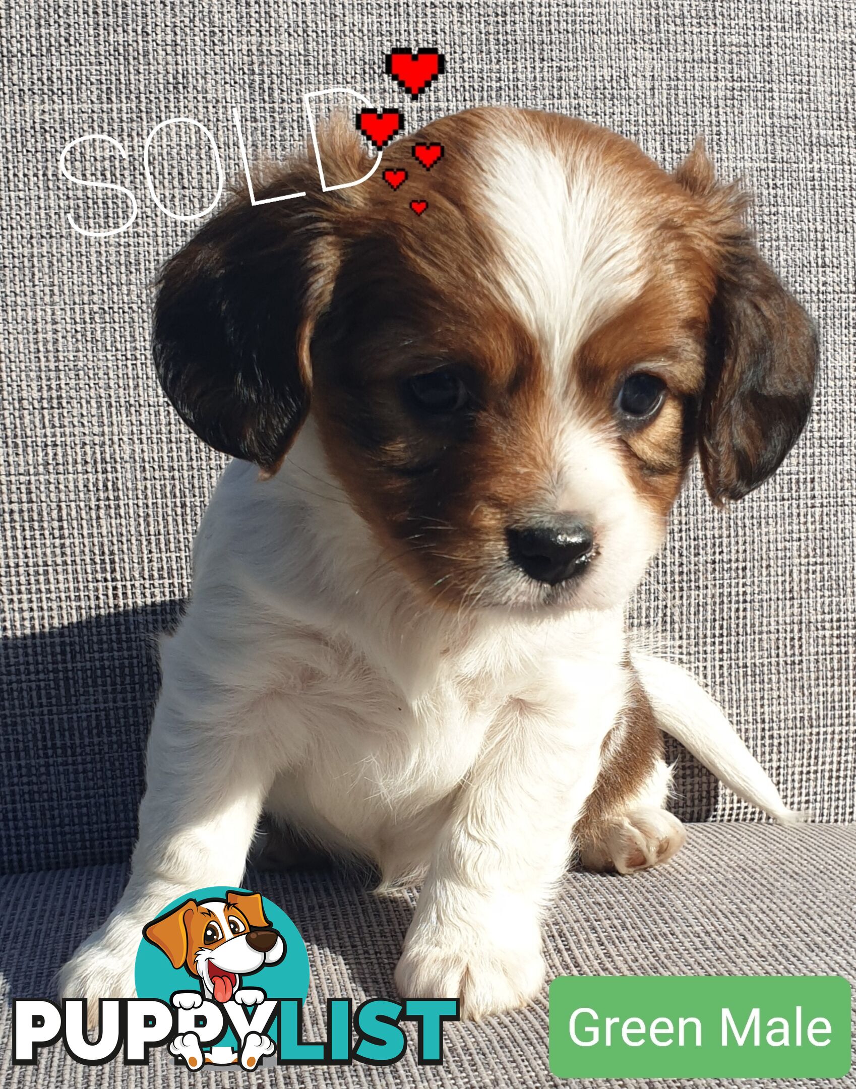 Adorable Cavalier X Jack Russell Puppies (Jackaliers)