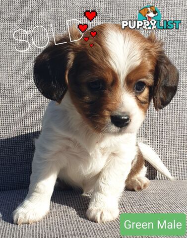 Adorable Cavalier X Jack Russell Puppies (Jackaliers)