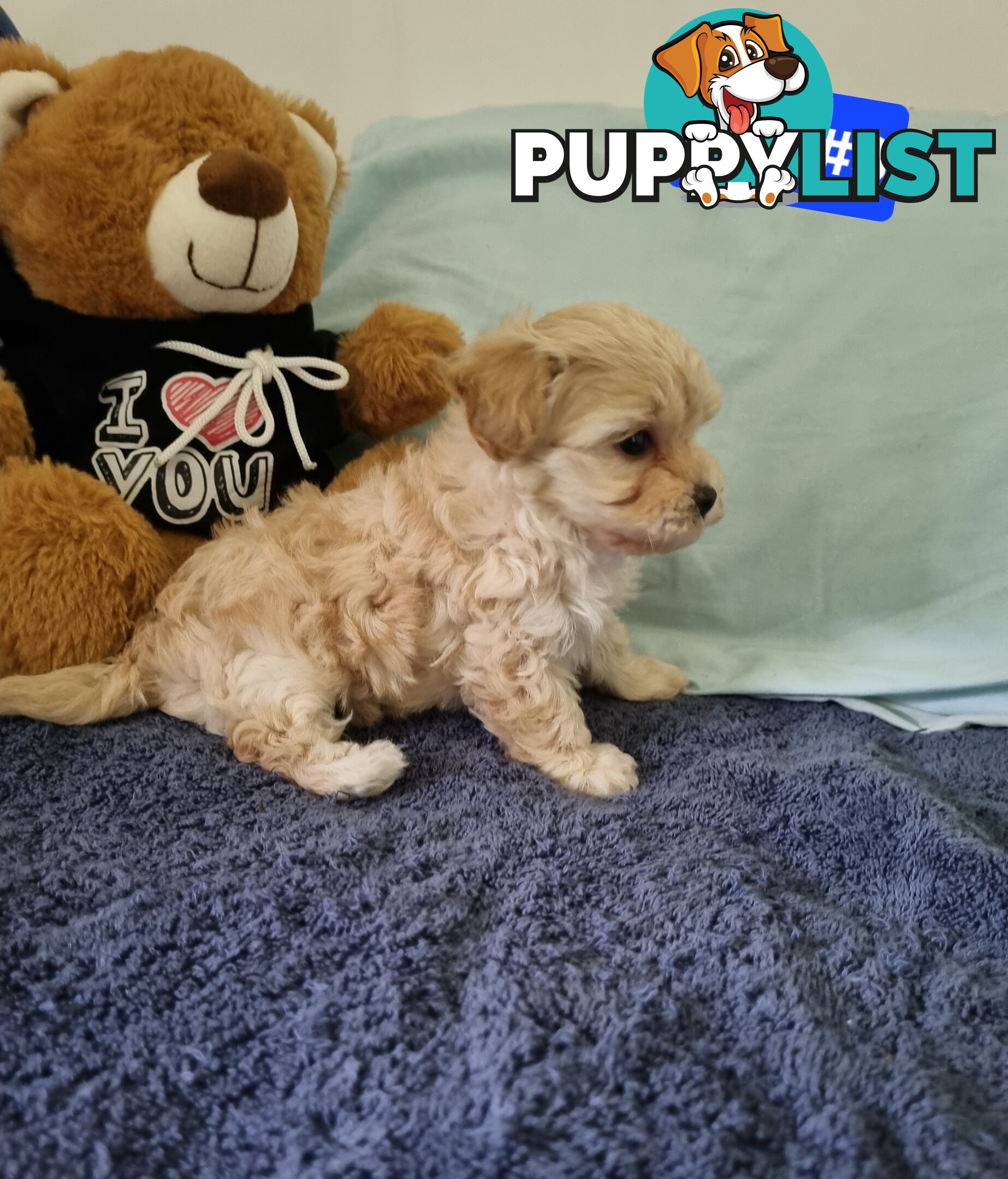 Toy poodle x Moodle