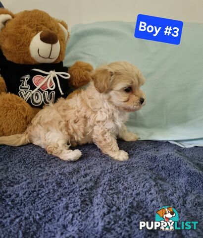 Toy poodle x Moodle