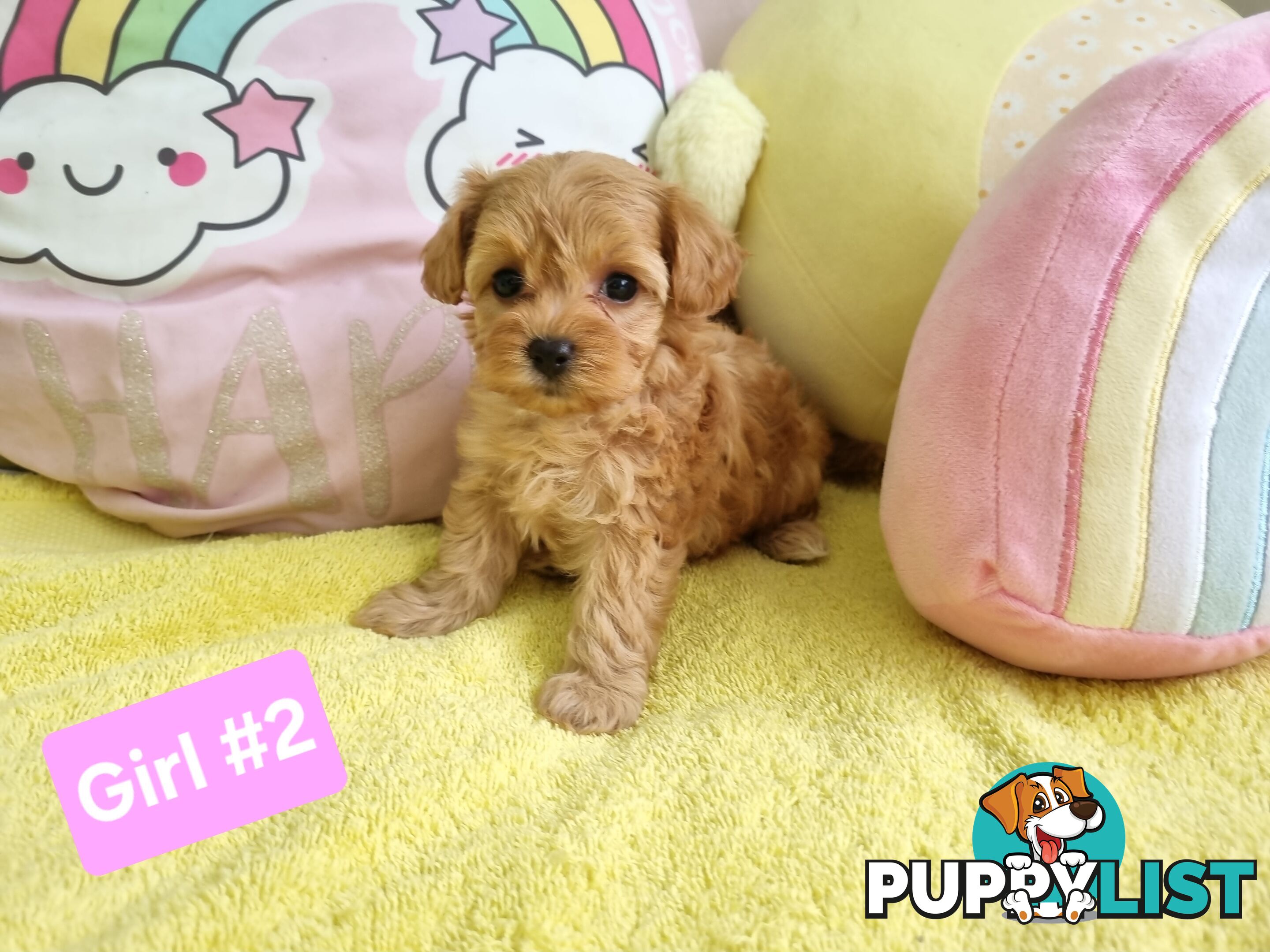 Toy poodle x Moodle