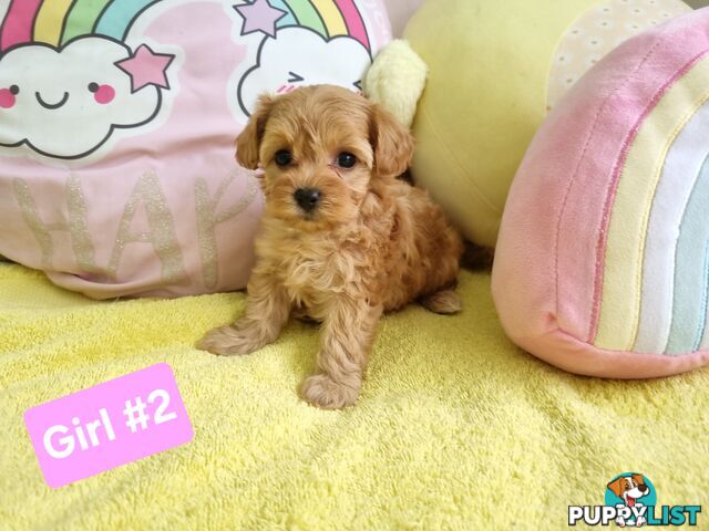 Toy poodle x Moodle