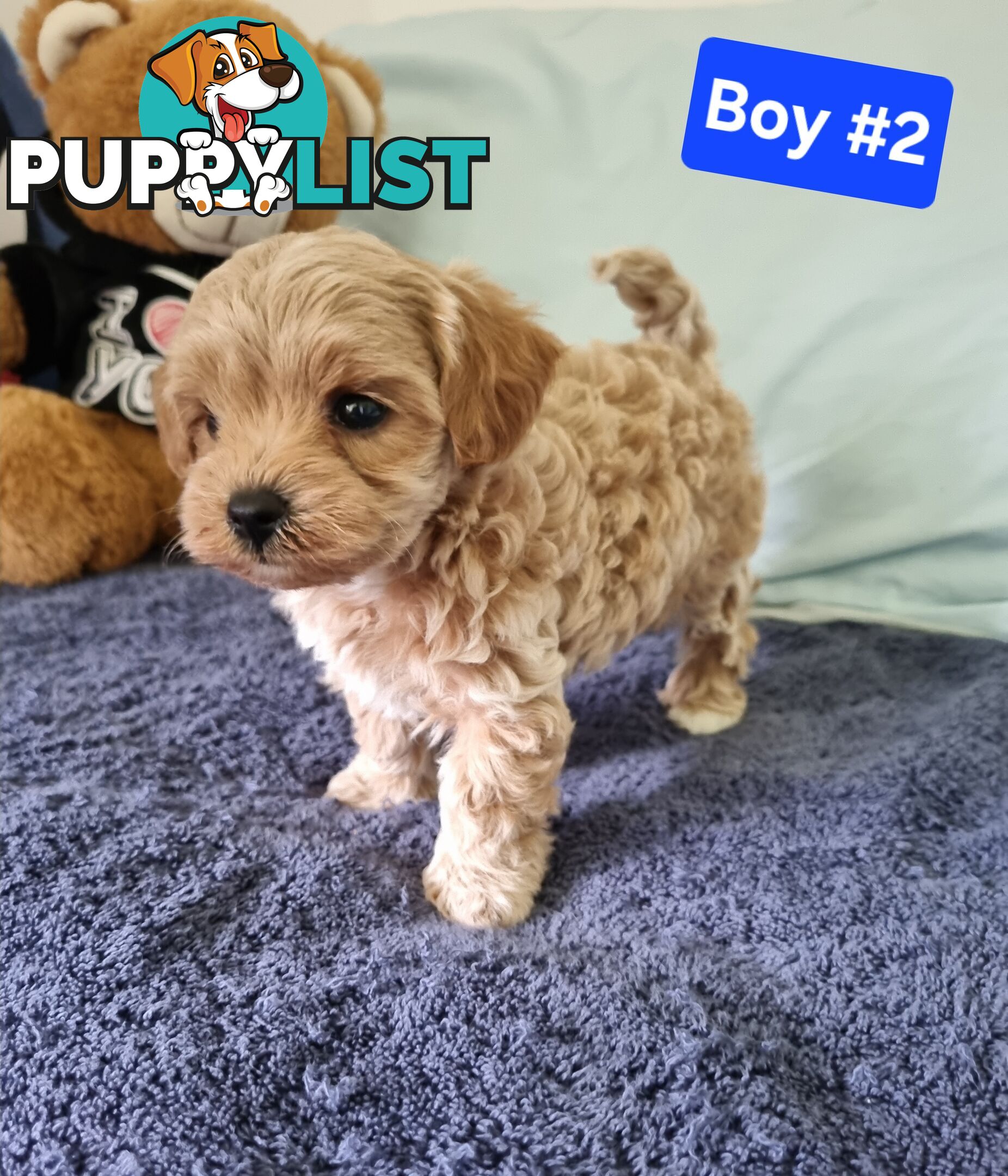 Toy poodle x Moodle