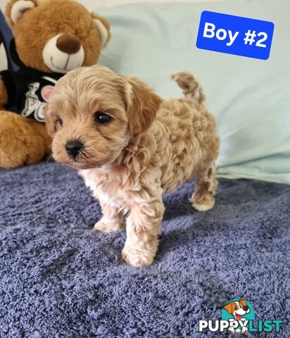 Toy poodle x Moodle