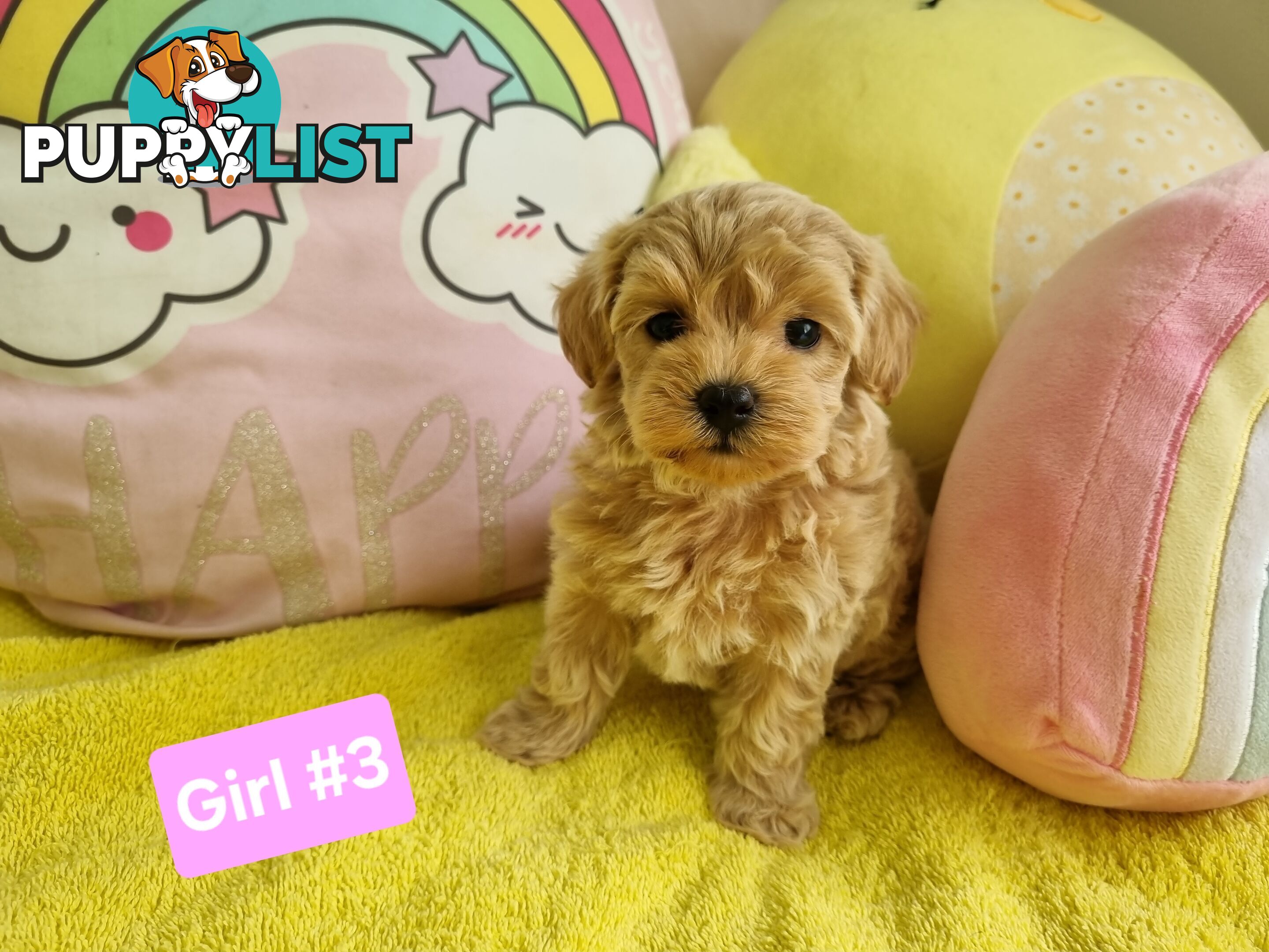 Toy poodle x Moodle