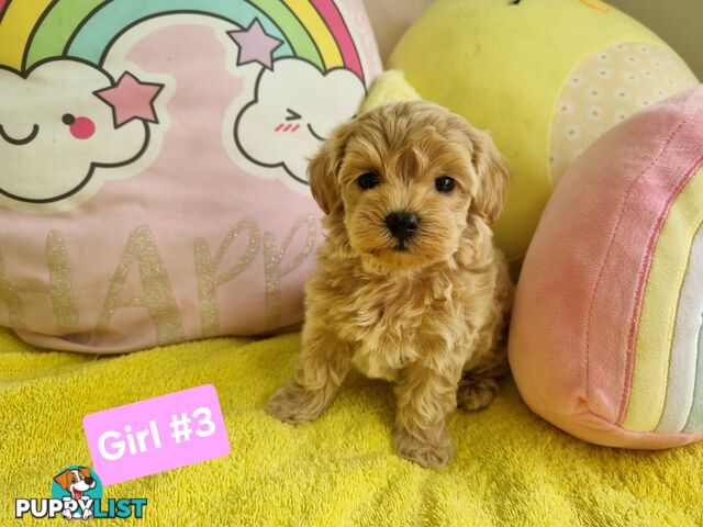 Toy poodle x Moodle