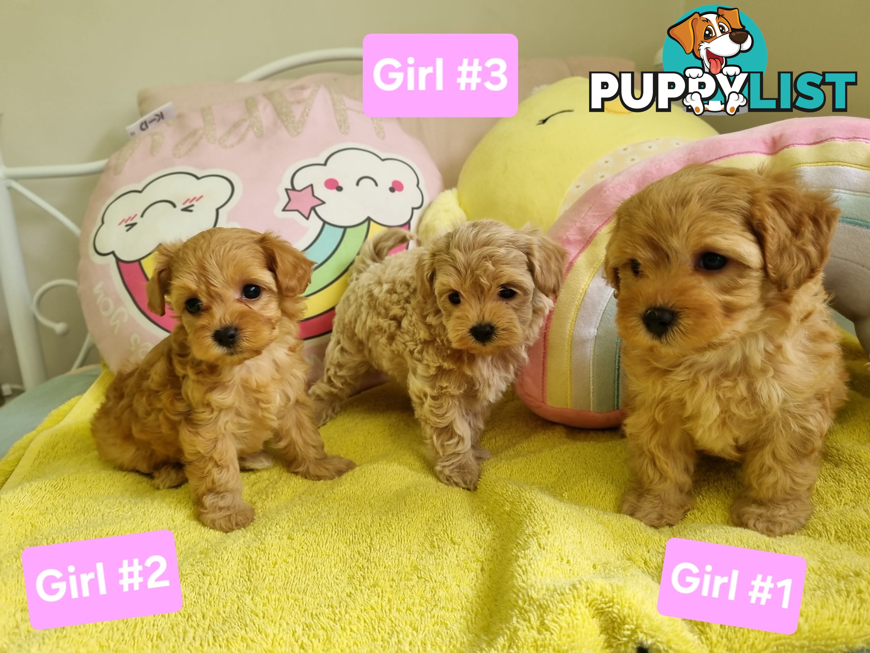 Toy poodle x Moodle