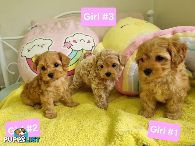 Toy poodle x Moodle