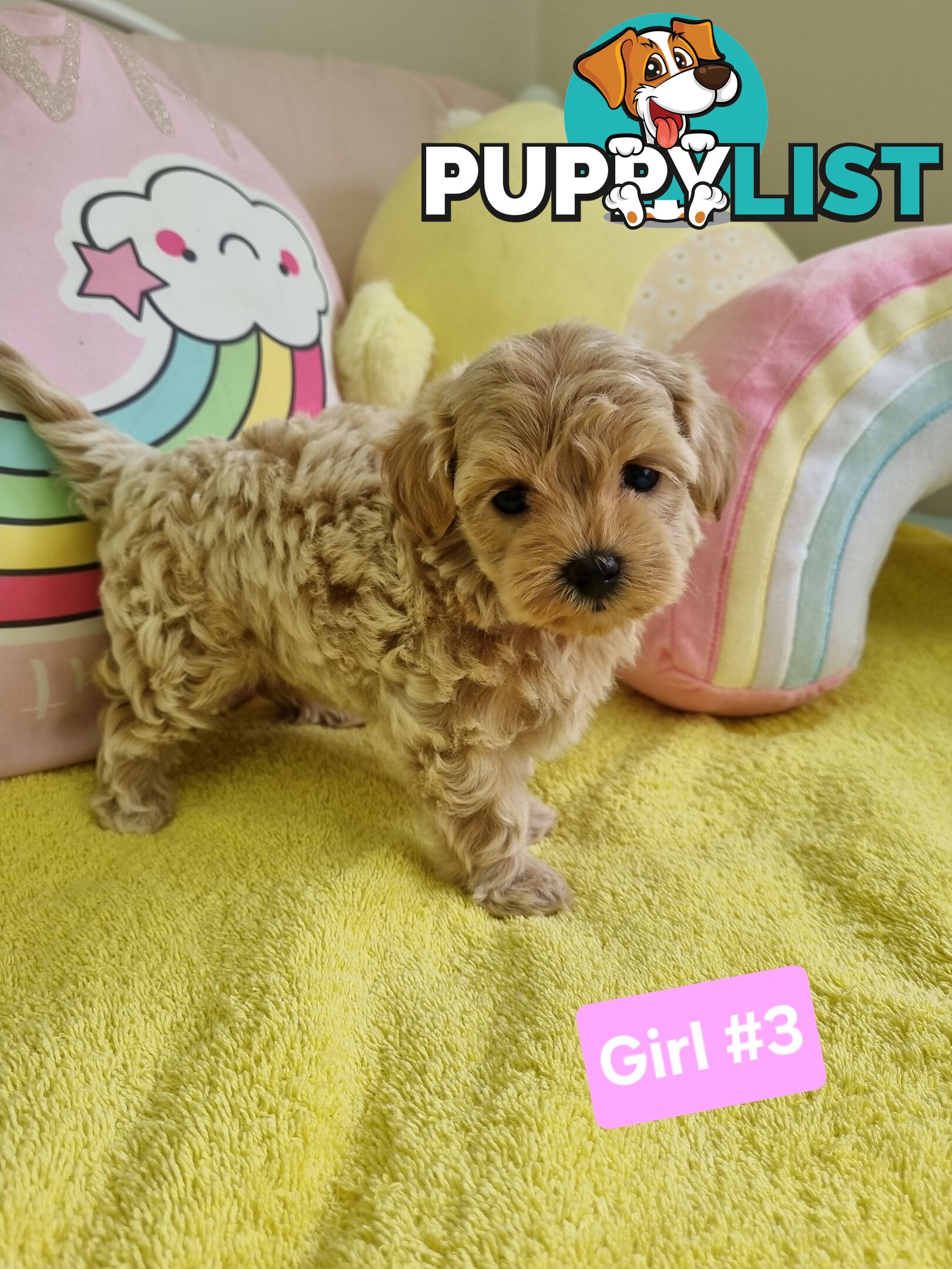 Toy poodle x Moodle