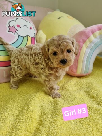 Toy poodle x Moodle