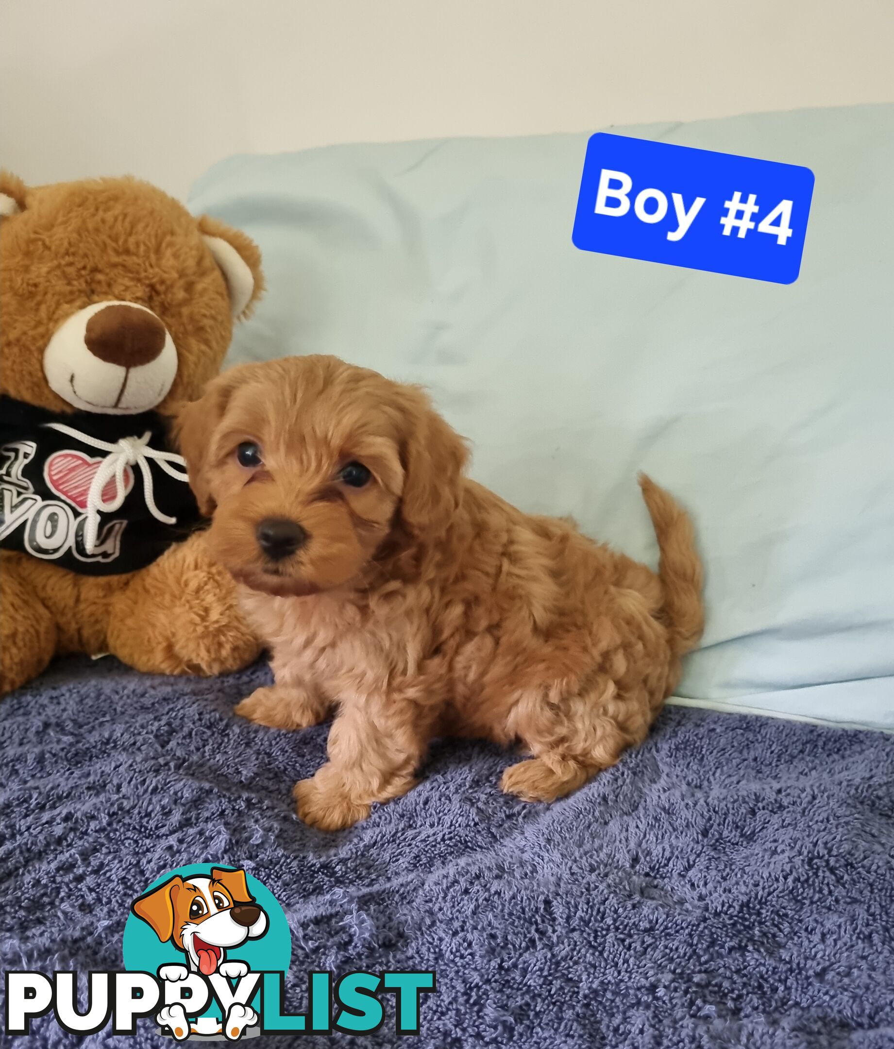 Toy poodle x Moodle