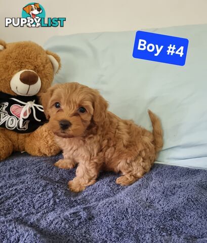 Toy poodle x Moodle