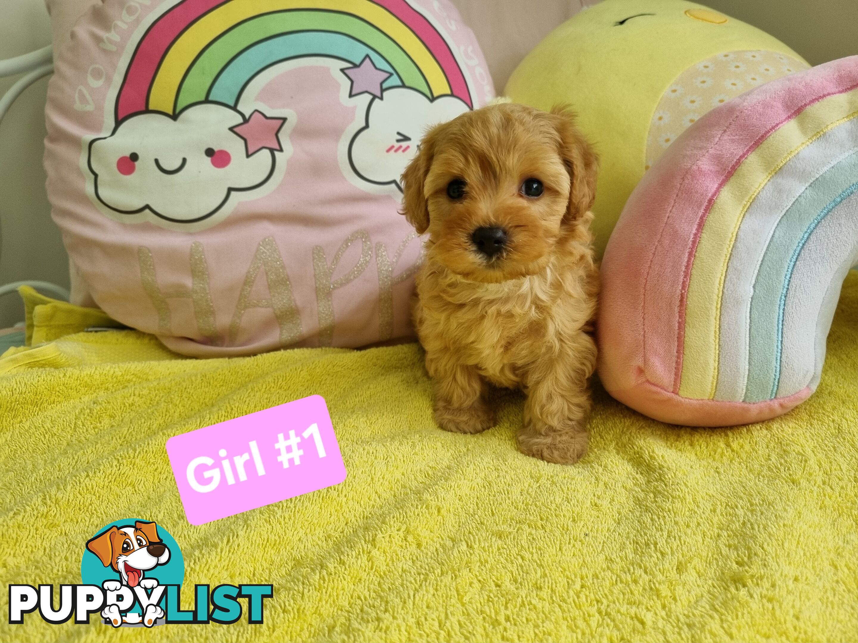 Toy poodle x Moodle