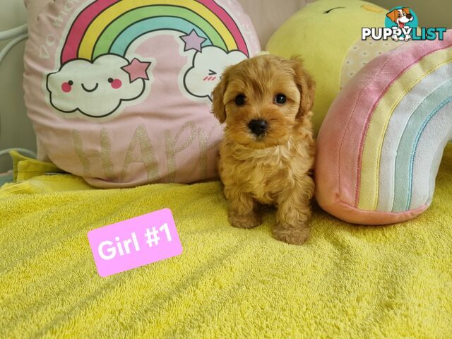 Toy poodle x Moodle