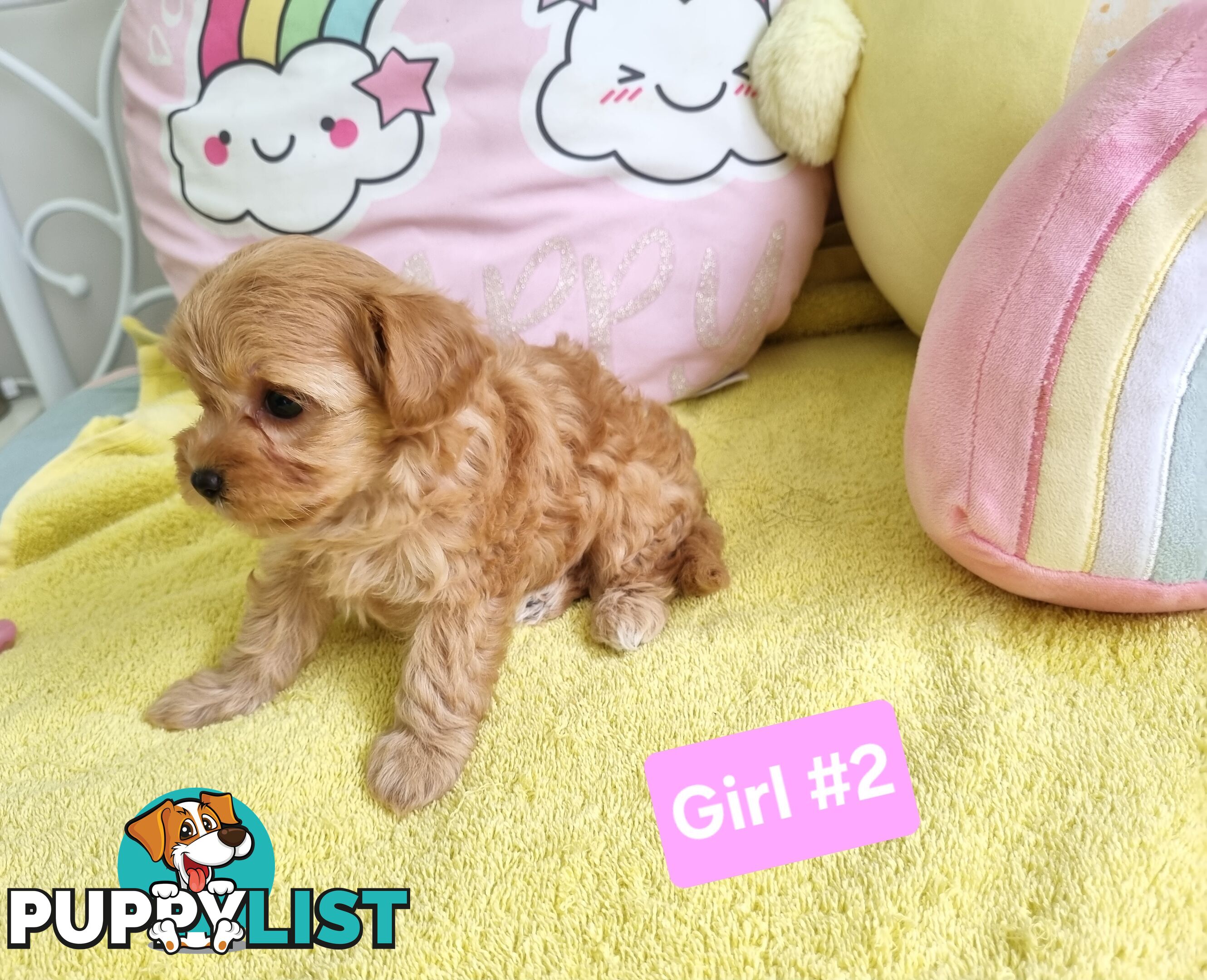 Toy poodle x Moodle