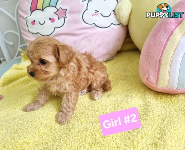 Toy poodle x Moodle