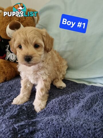 Toy poodle x Moodle