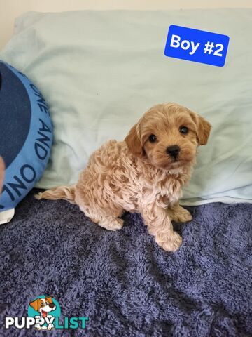 Toy poodle x Moodle