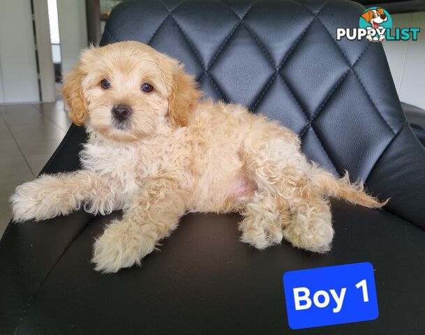 Toy poodle x Moodle Puppies 1 Girl 3 boys