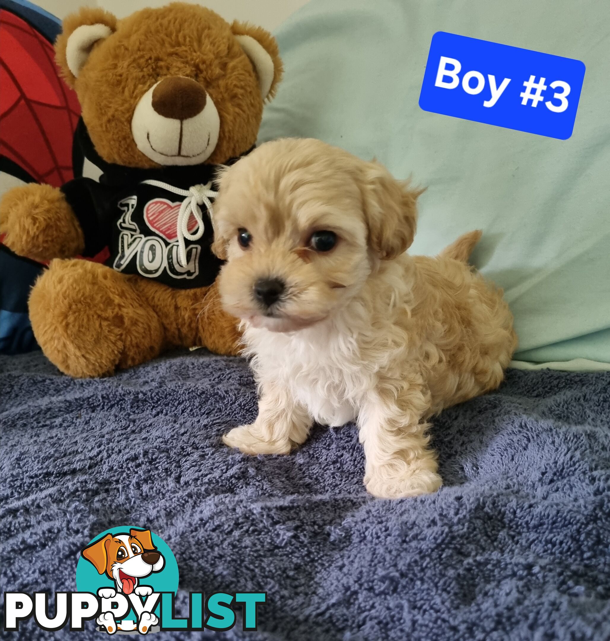 Toy poodle x Moodle