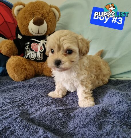 Toy poodle x Moodle