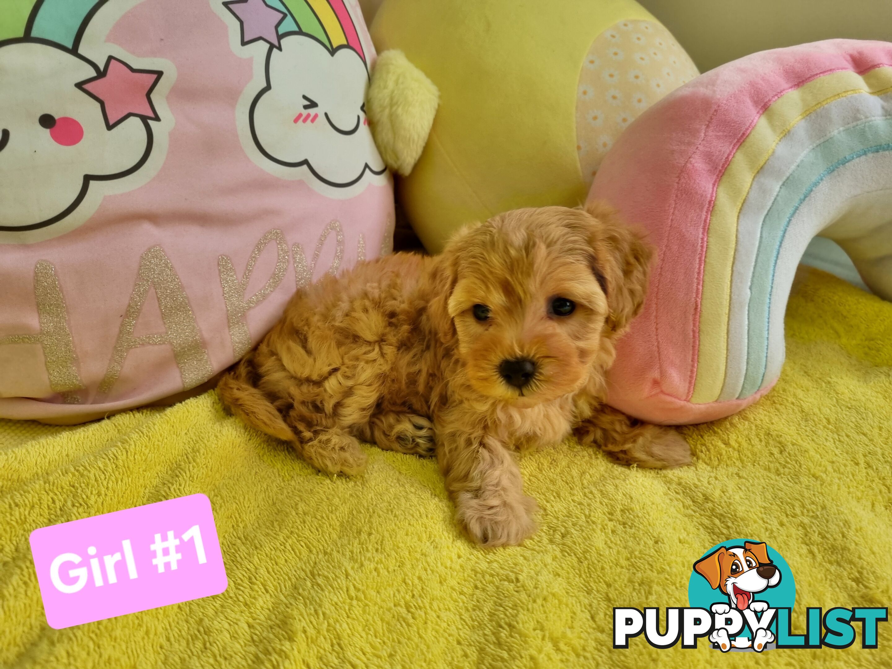 Toy poodle x Moodle