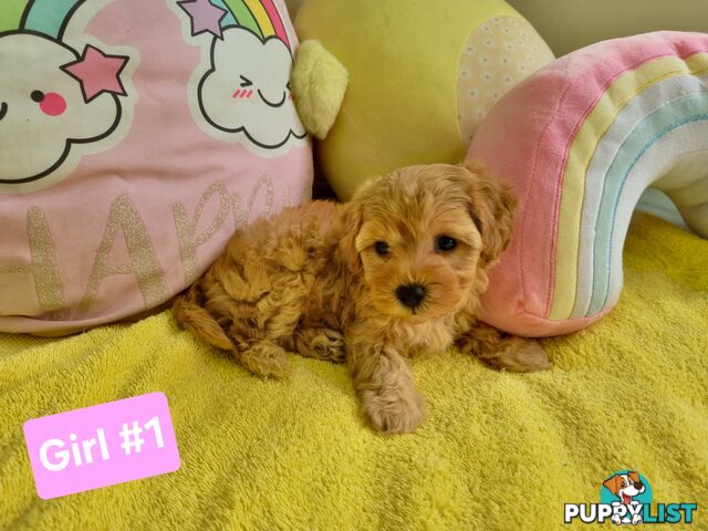 Toy poodle x Moodle