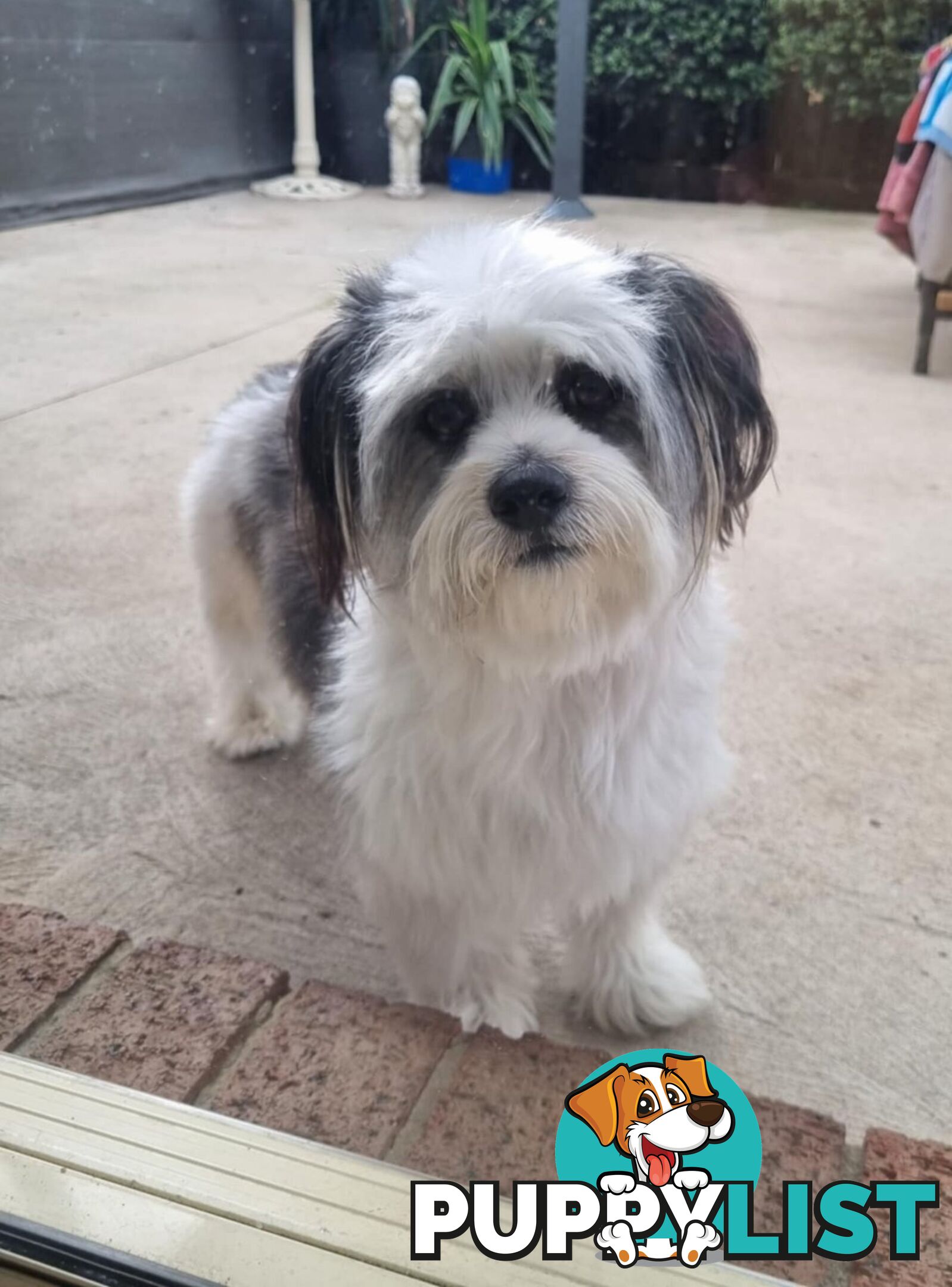 Maltese shih tzhu stud