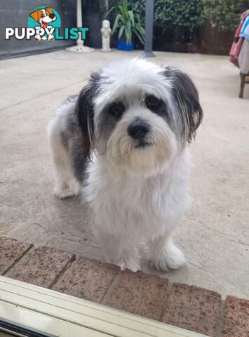 Maltese shih tzhu stud