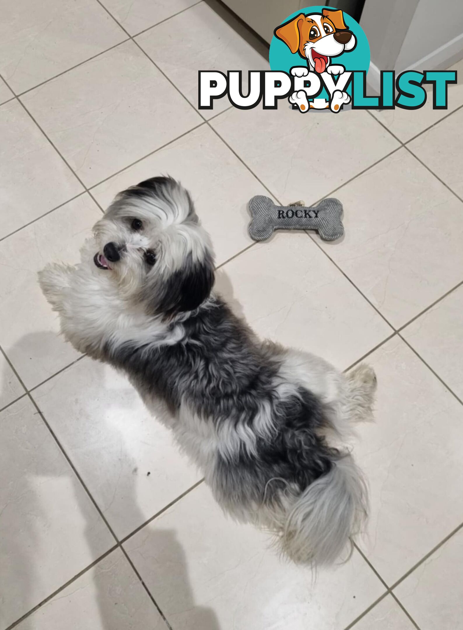 Maltese shih tzhu stud