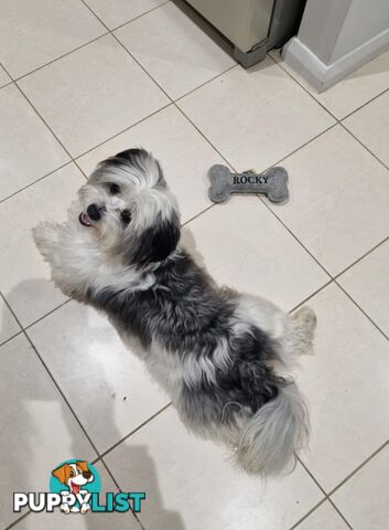 Maltese shih tzhu stud