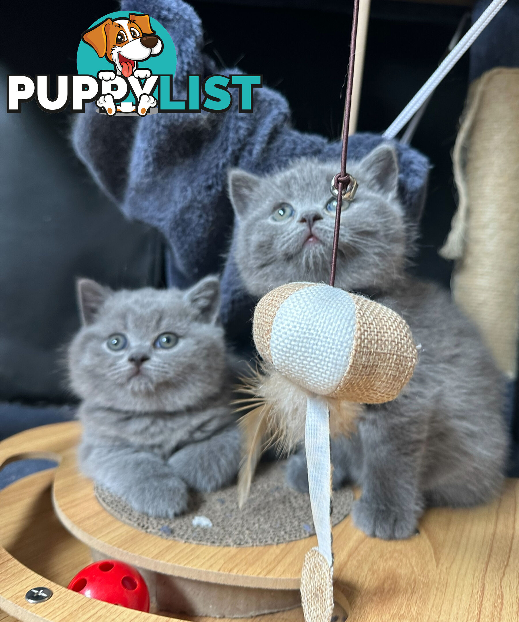 Purebred British Shorthair Kittens Seeking Their Forever Homes