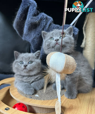 Purebred British Shorthair Kittens Seeking Their Forever Homes