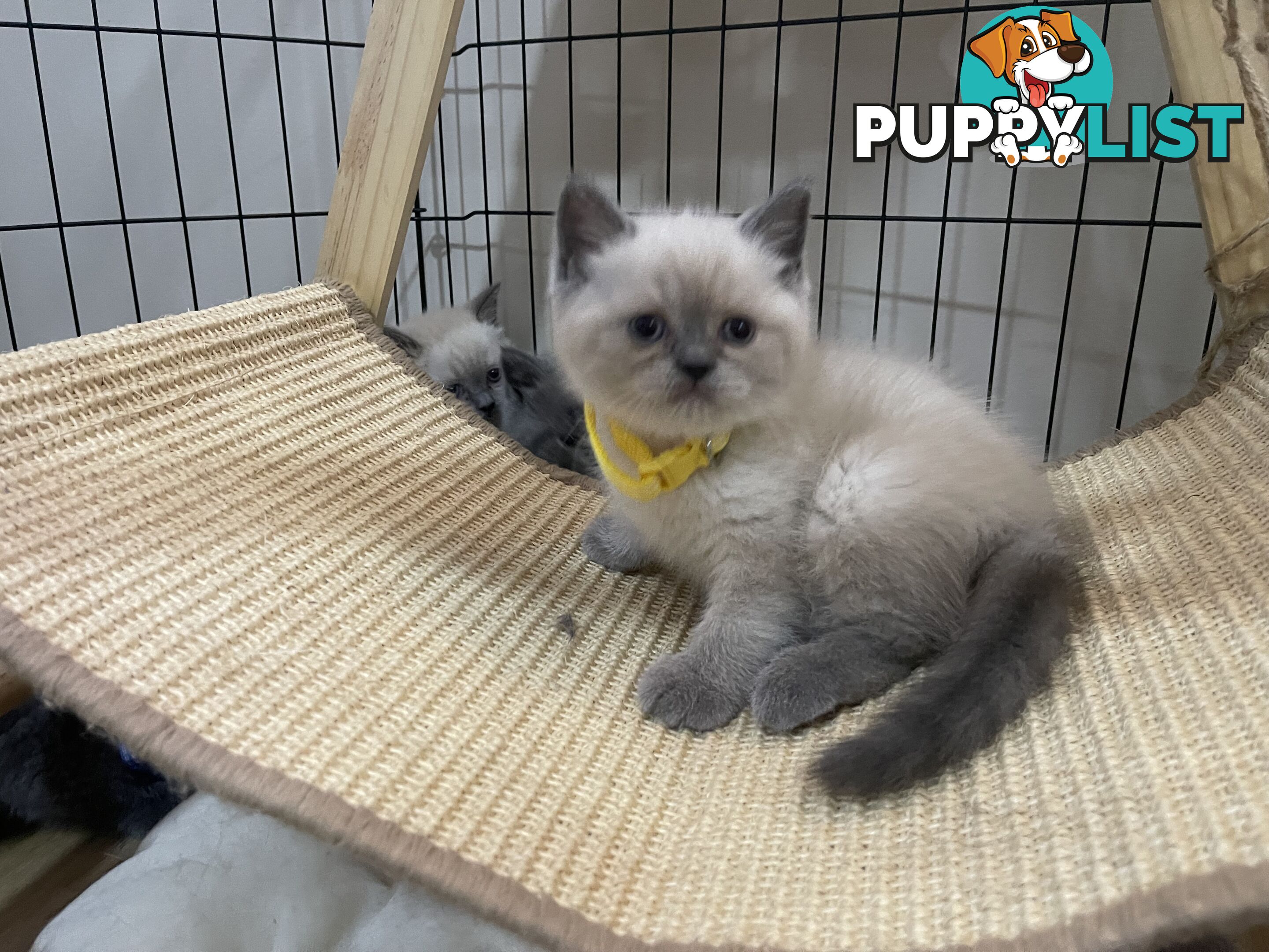 Purebred British Shorthair Kittens Seeking Their Forever Homes