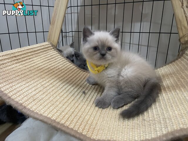 Purebred British Shorthair Kittens Seeking Their Forever Homes