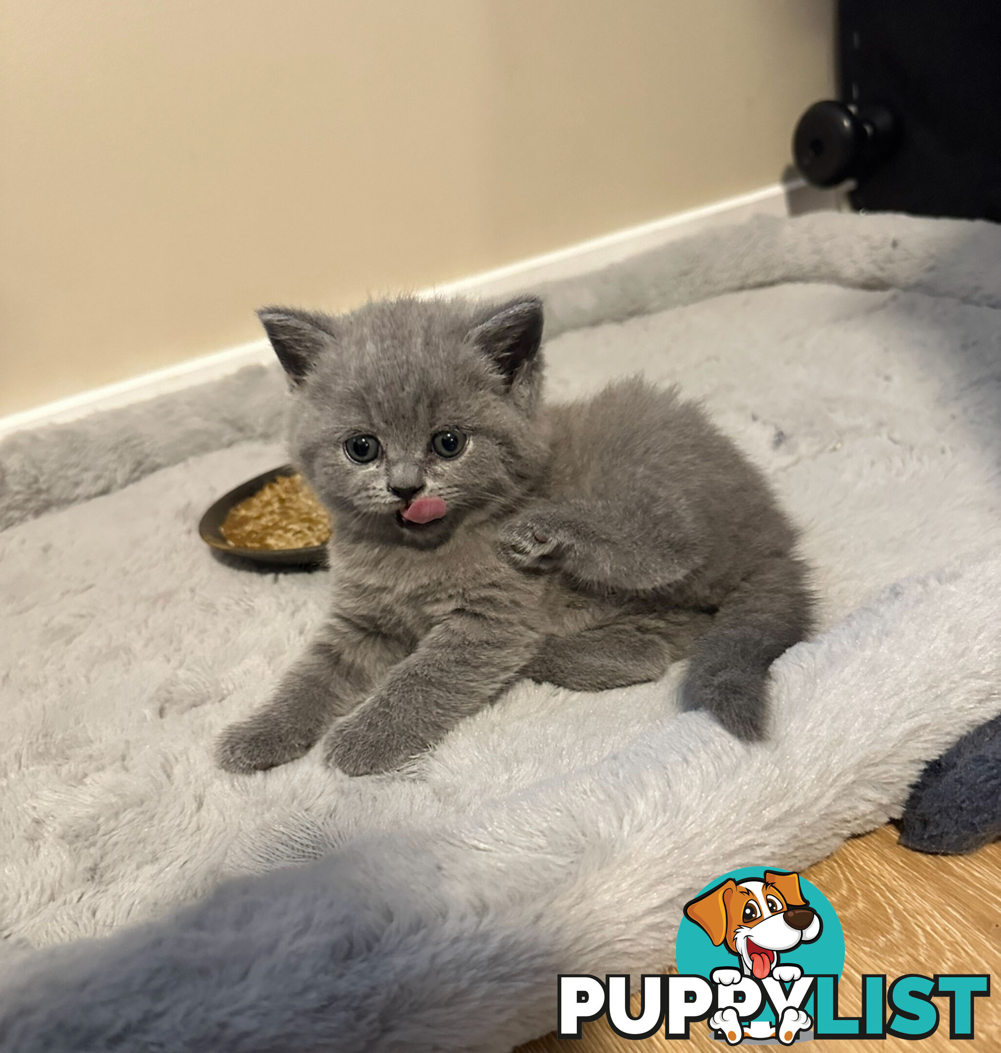 Purebred British Shorthair Kittens Seeking Their Forever Homes