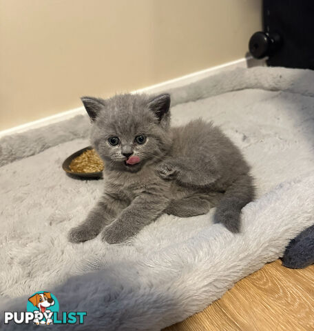 Purebred British Shorthair Kittens Seeking Their Forever Homes