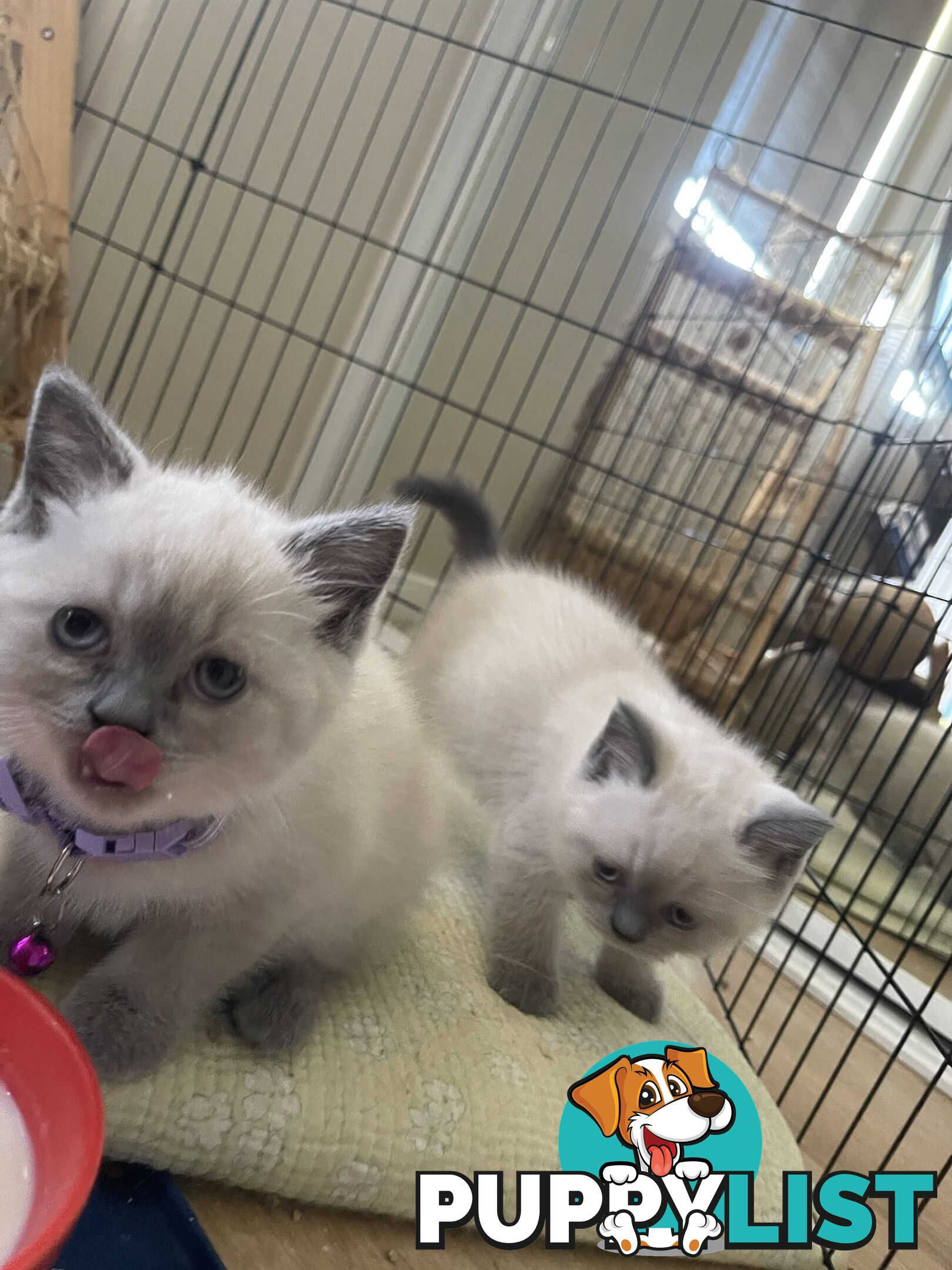 Purebred British Shorthair Kittens Seeking Their Forever Homes