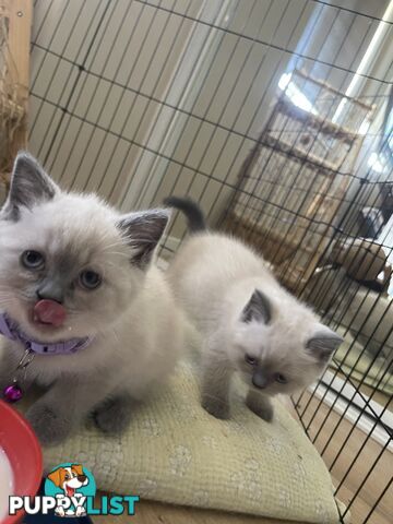 Purebred British Shorthair Kittens Seeking Their Forever Homes