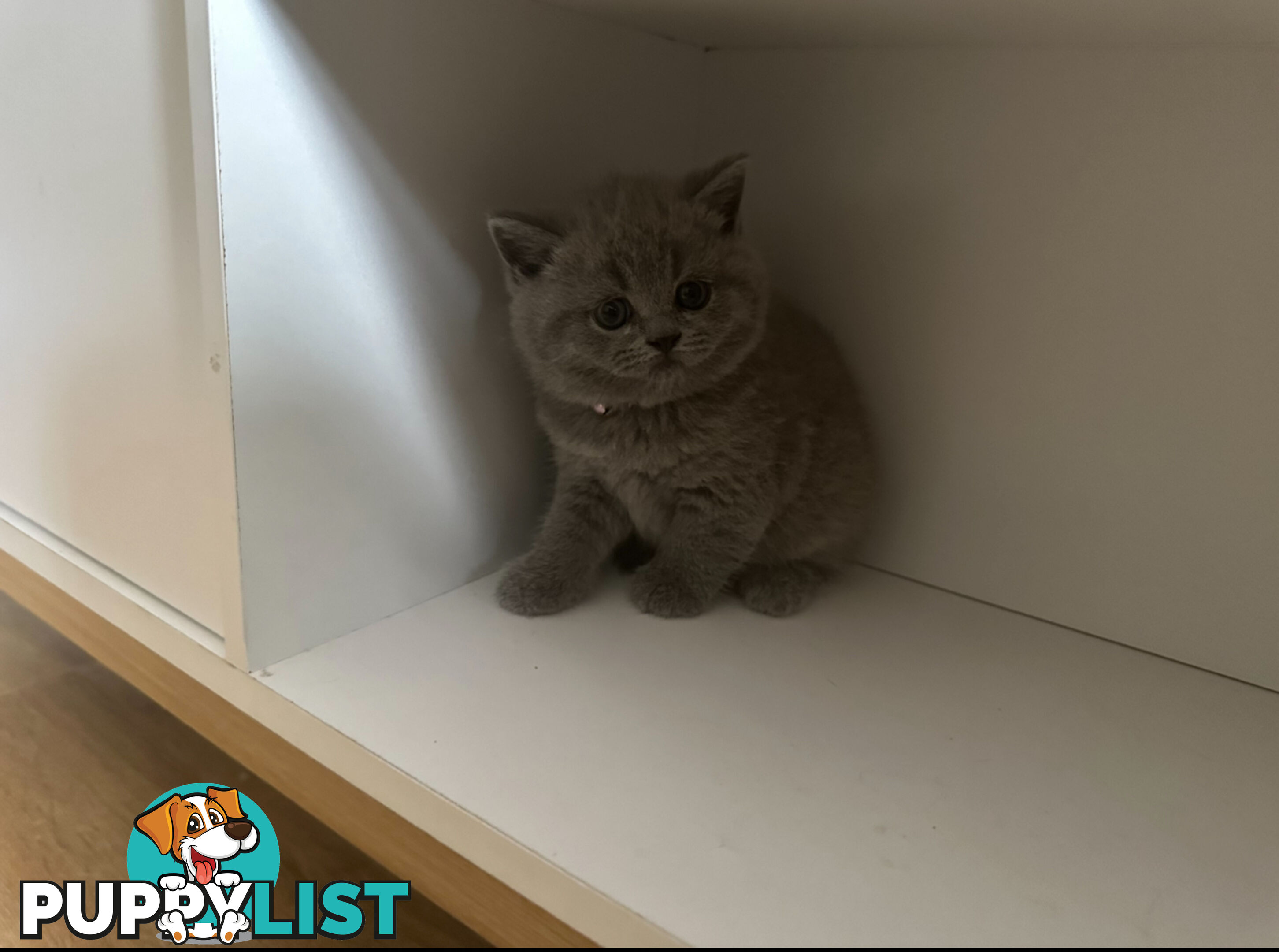 Purebred British Shorthair Kittens Seeking Their Forever Homes