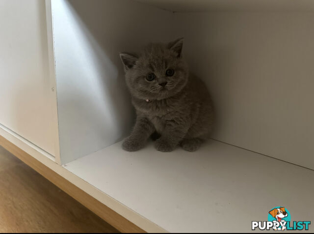 Purebred British Shorthair Kittens Seeking Their Forever Homes