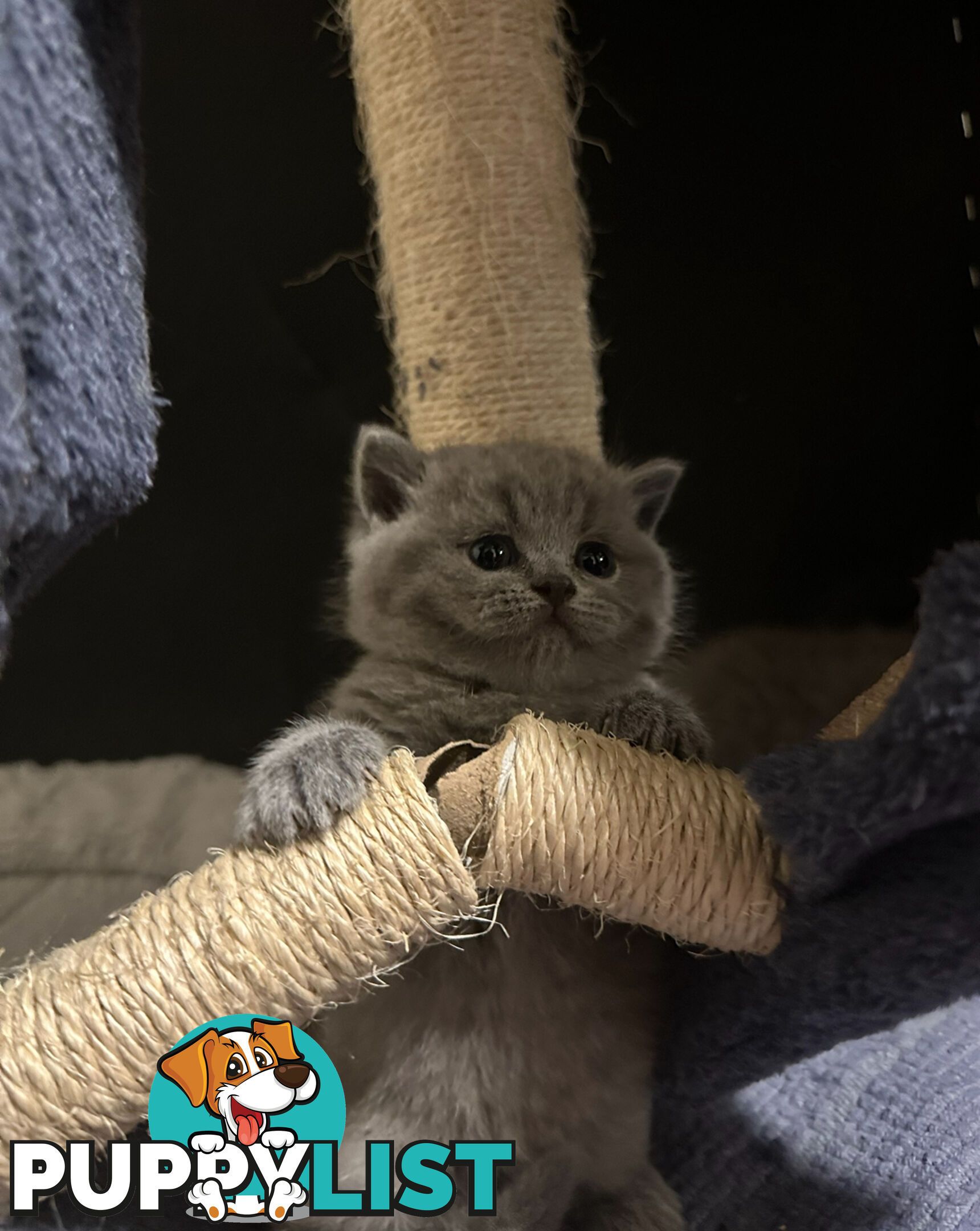 Purebred British Shorthair Kittens Seeking Their Forever Homes