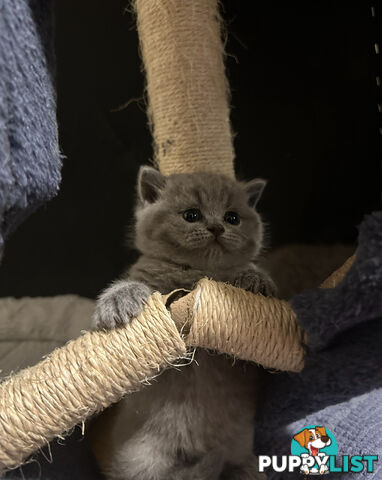 Purebred British Shorthair Kittens Seeking Their Forever Homes