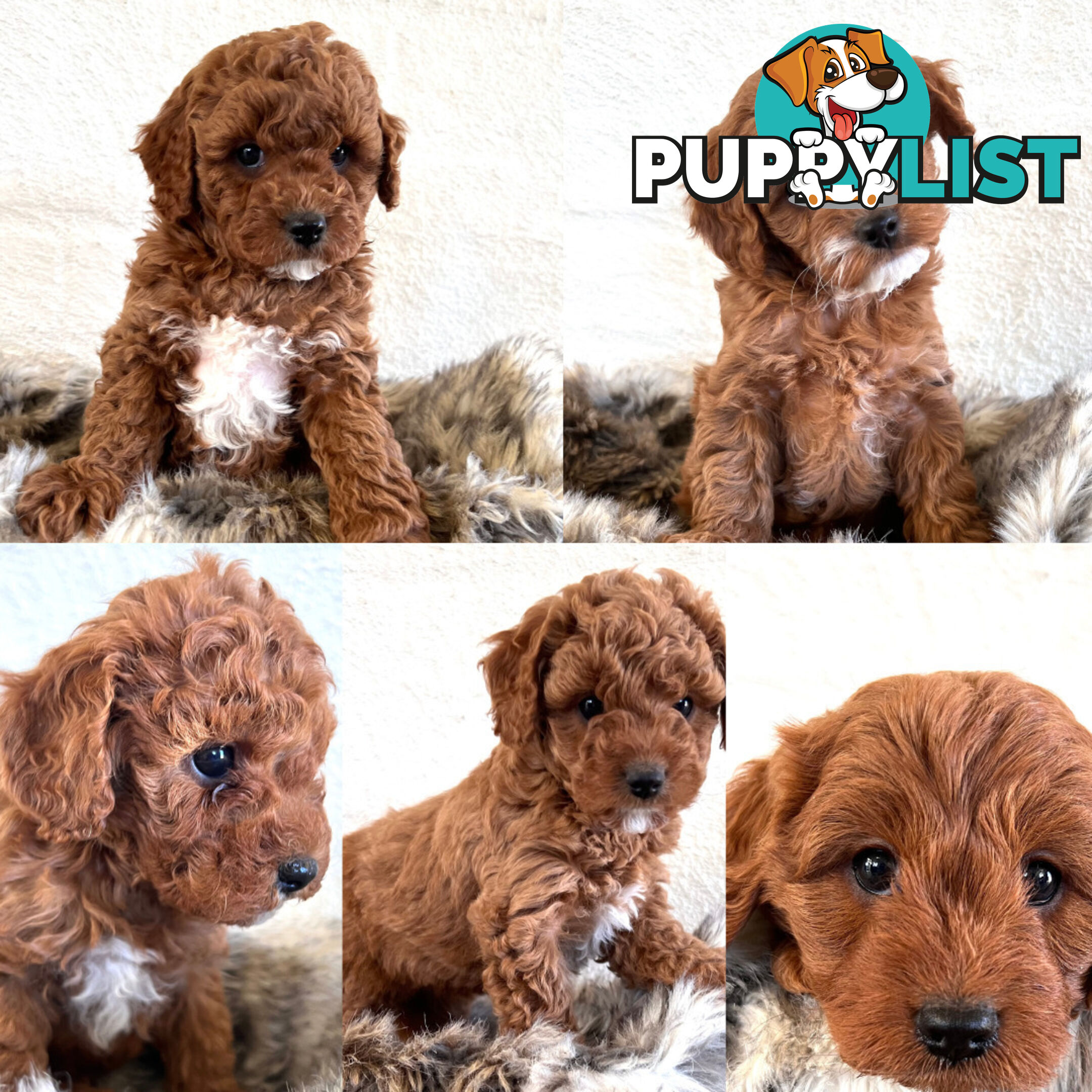 Stud Dog Service - Toy Poodle Stud Dog, Red Male, Proven Litters