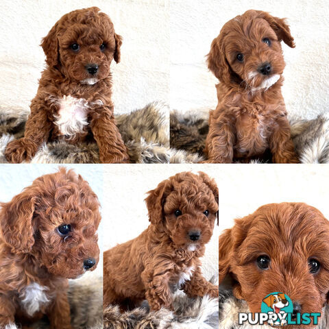 Stud Dog Service - Toy Poodle Stud Dog, Red Male, Proven Litters